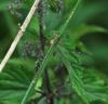 Lestes barbarus